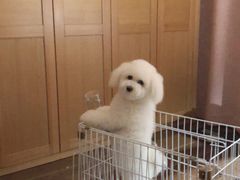 -PETKIT小佩宠物·低压洗护(国顺东路店)