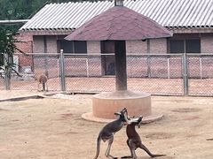 -石家庄市动物园