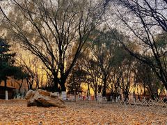 -长白岛森林公园