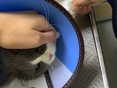 -谐和益家动物医院·免疫绝育·血液透析·宠保定点医院(高新伊藤分院)