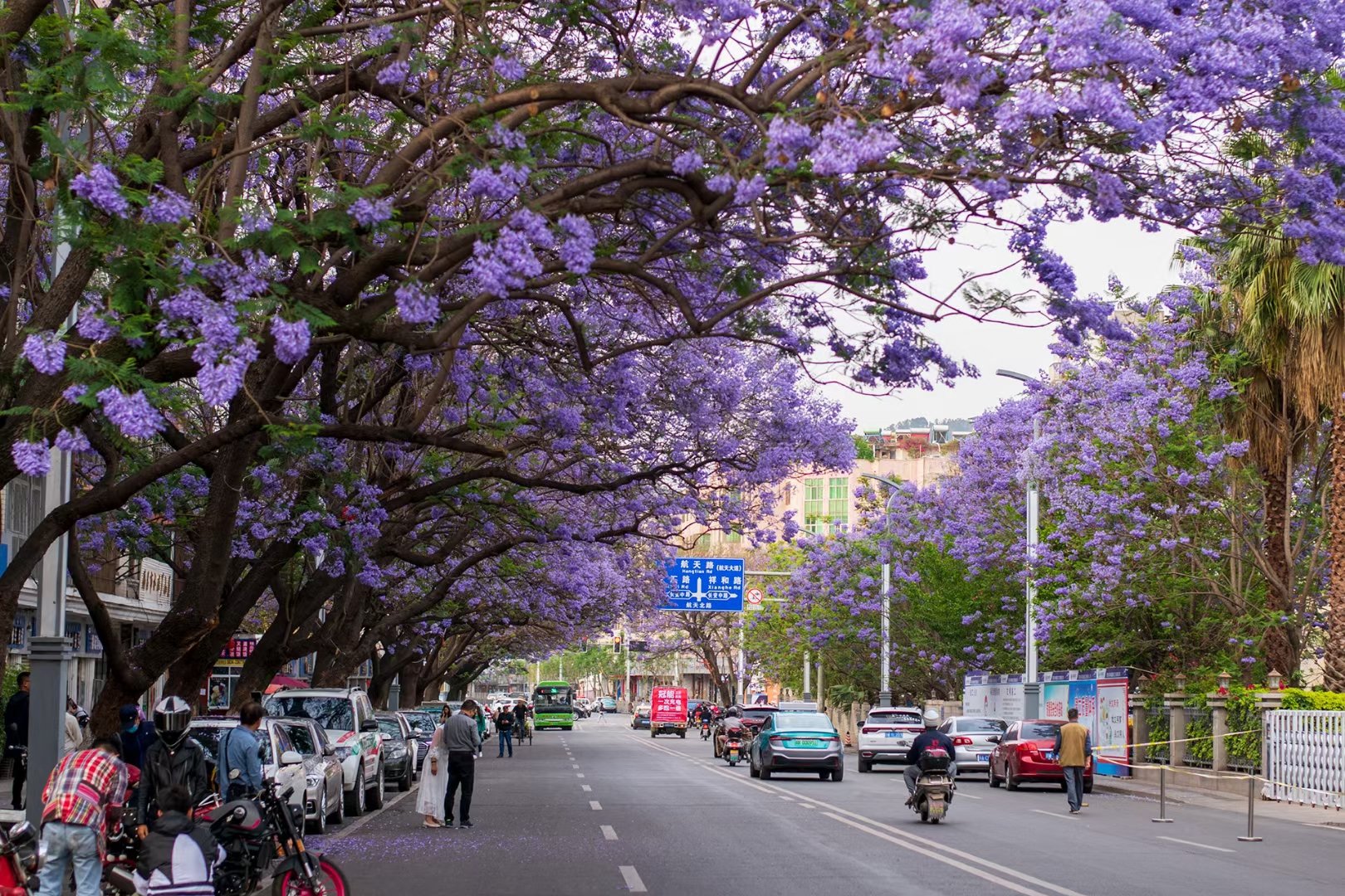 西昌的花蓝花楹图片