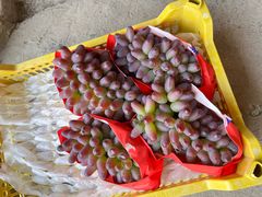 -马陆小张葡萄园农家乐