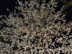 -百花洲