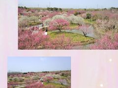 -花开海上生态园