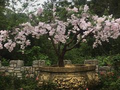 -木兰云雾山