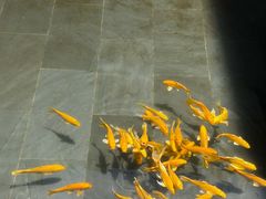 -觀芷隐轩