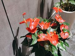 -77号渔船·蒸海鲜青岛菜(积米崖店)