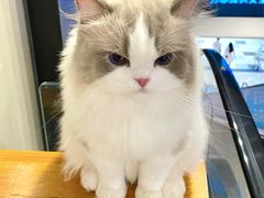 -喵百万·布偶·蓝金金渐层英短·猫舍(百子湾店)