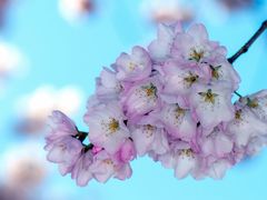 -高东镇樱花园