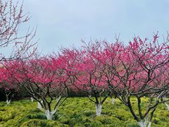 -上海海湾国家森林公园