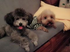 -严国平动物医院(德政总院)