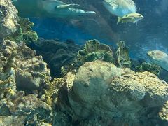 -上海海洋水族馆