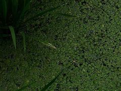 -艾溪湖湿地公园