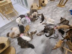 -楼上猫咖(罗湖店)