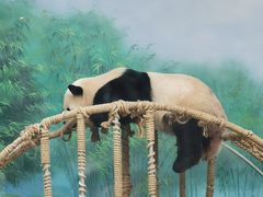 -杭州动物园