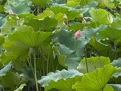 -渭南桃花源民俗文化园