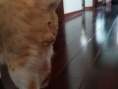 -安安宠物医院(佳林路分院)