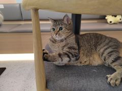 -喵园·猫主题咖啡厅·撸猫·猫咖(国贸店)