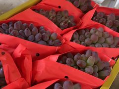 -马陆小张葡萄园农家乐