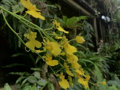 -深圳仙湖植物园