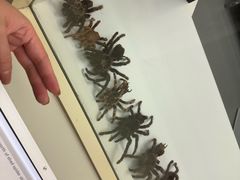 -墨尔本博物馆(Melbourne Museum)