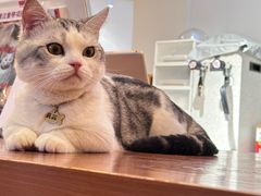 -有猫主题·治愈系猫咖(曾厝垵店)