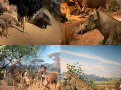 -陕西自然博物馆