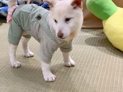 -逗柴咖啡屋·狗咖猫咖宠物桌游