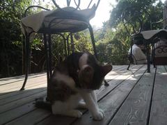-海边的猫和咖啡馆