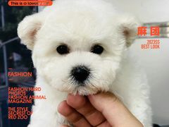 -萌宠之家·腊肠犬·马尔泰·小体犬舍