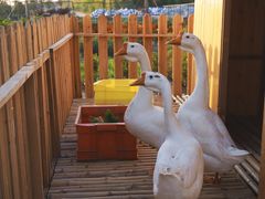 -上海崇明金茂凯悦酒店