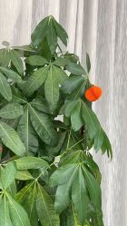 -V Charm芮槿肌肤管理