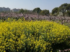 -南汇桃花村