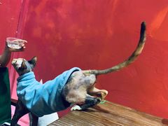 -猫色咖啡·猫咖