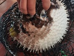 -蓝湾碧波·老字号·疍家非遗海上餐厅