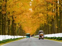 -黄海国家森林公园