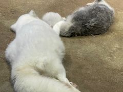 -芜湖新华联大白鲸海洋公园
