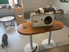 -Cappucimeow猫咪咖啡馆(韦伯时代店)
