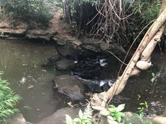 -大屏嶂森林公园