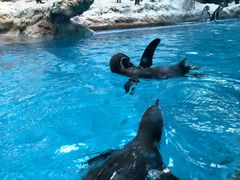 -帝企鹅自助餐厅•儿童岛•真企鹅(长隆企鹅酒店)