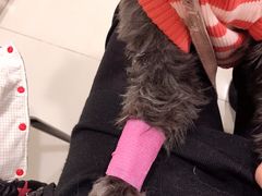 -艾贝尔宠物医院·24H转诊中心·肿瘤猫专科(江宁双龙店)