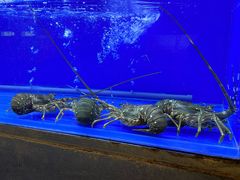 -白仁仔· 活烤海鲜 宵夜(豫园店)