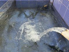 -北京龙庆四季香农家饭庄·灶台鱼·碳烤虹鳟鱼(龙庆峡店)