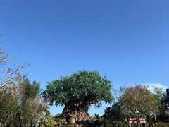 -奥兰多迪士尼动物王国乐园