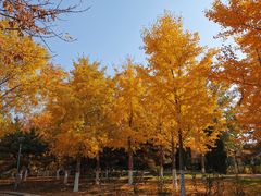 -大兴滨河森林公园