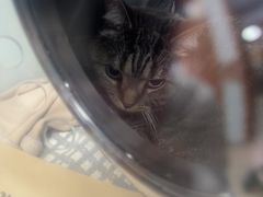 -宠福鑫动物医院(城北分院)