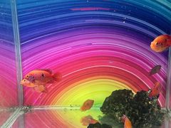 -太奥幻太奇海洋馆