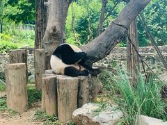 -都江堰中华大熊猫苑