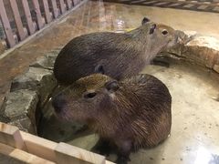 -zoonana室内动物园(东方福来德店)