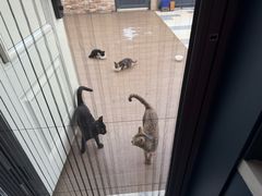 -艾吉宠物医院·疑难杂症转诊中心·猫友好(碧江路院)